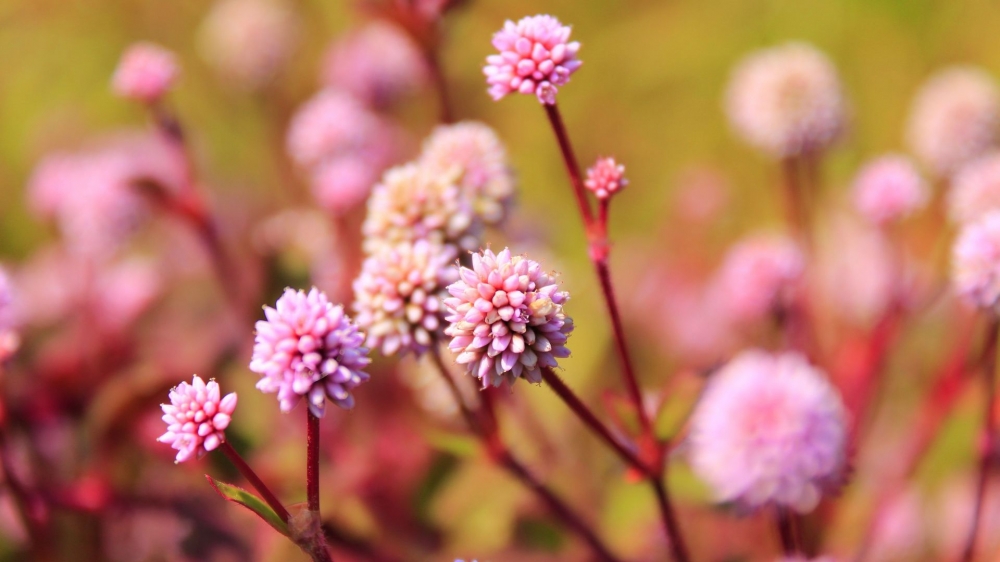点击大图看下一张：一组简单美丽的粉色小花图片欣赏