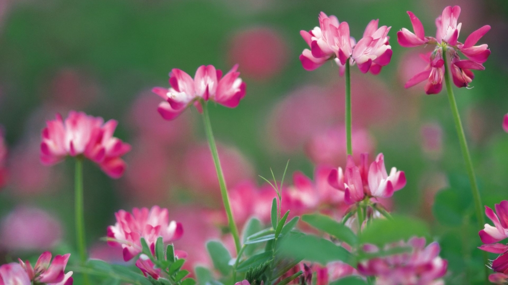 点击大图看下一张：一组简单美丽的粉色小花图片欣赏