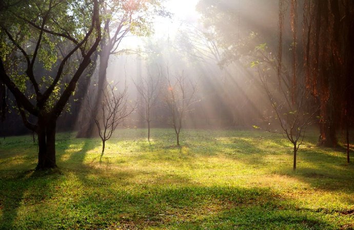 点击大图看下一张：阳光洒进树林的唯美景象图片欣赏