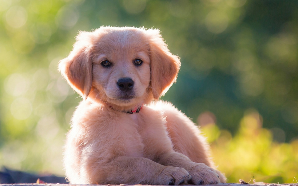 点击大图看下一张：一组超级可爱的金毛寻回犬幼犬图片