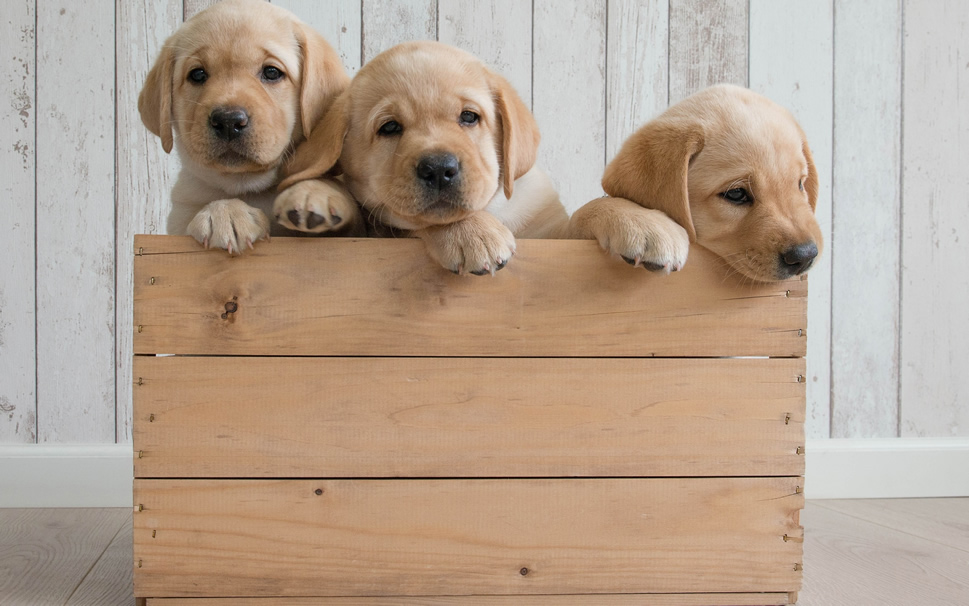 点击大图看下一张：一组超级可爱的金毛寻回犬幼犬图片