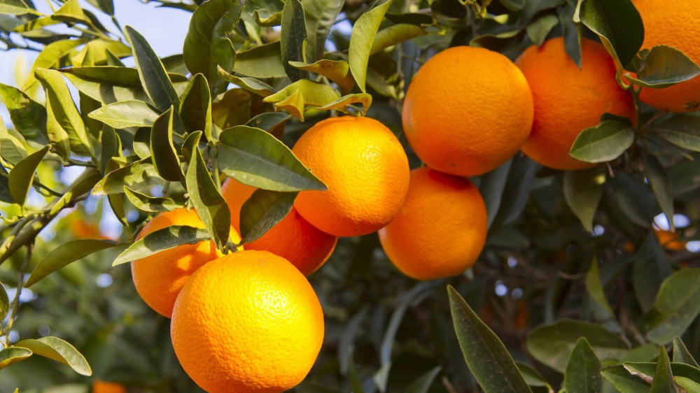 点击大图看下一张：一组超级新鲜还挂在树上的橙子图片欣赏