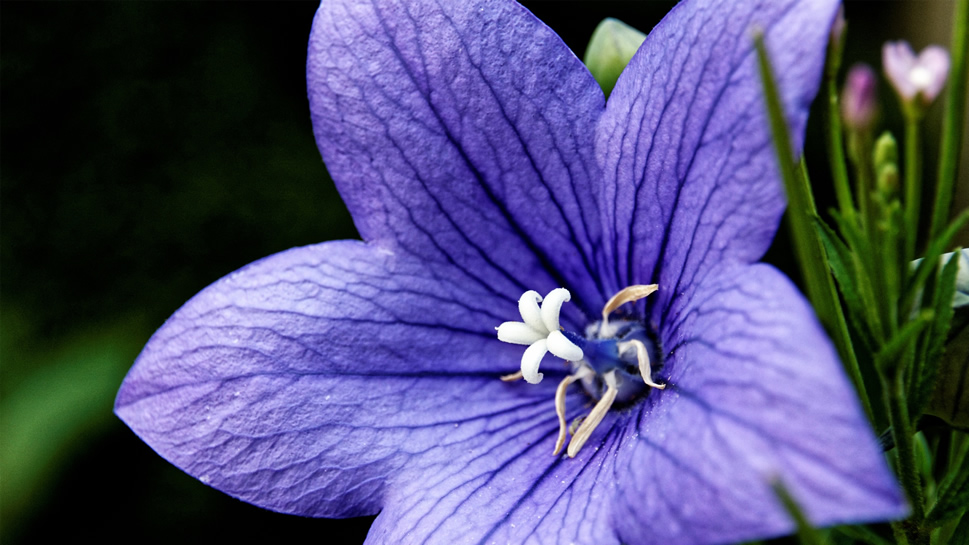 点击大图看下一张：一组清幽淡雅的紫色系桔梗花图片