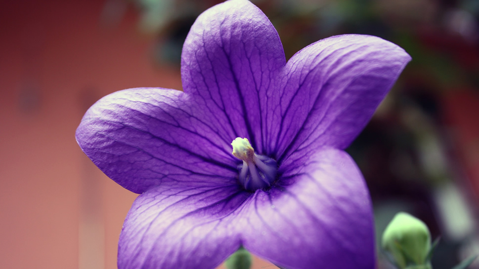 点击大图看下一张：一组清幽淡雅的紫色系桔梗花图片