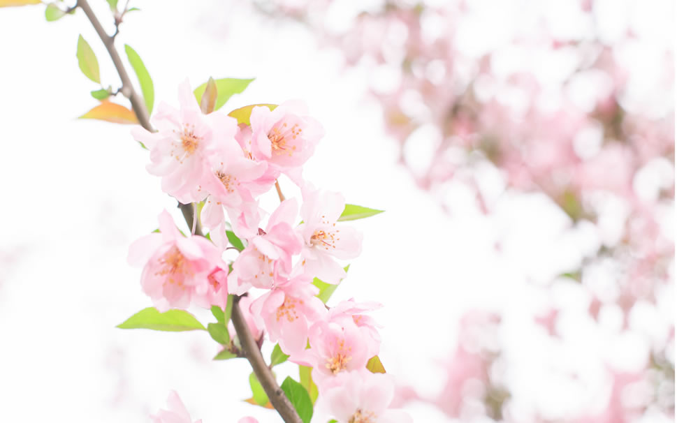 点击大图看下一张：武汉大学粉嫩樱花大道高清图片欣赏