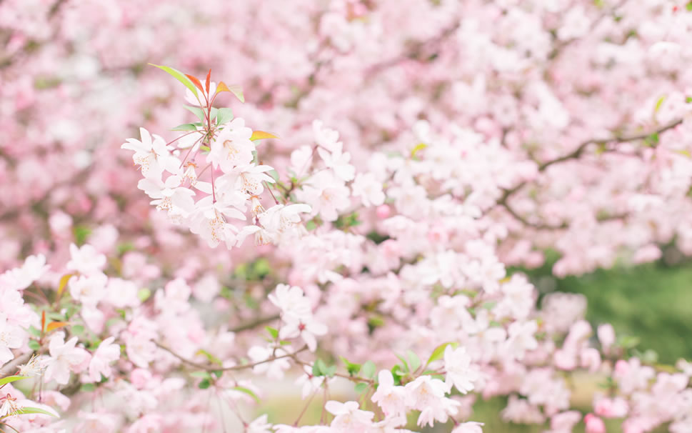 点击大图看下一张：武汉大学粉嫩樱花大道高清图片欣赏