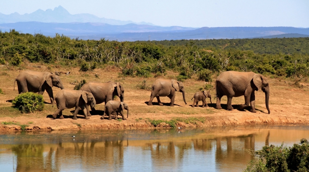 点击大图看下一张：一组群居动物可爱的大象高清图片欣赏