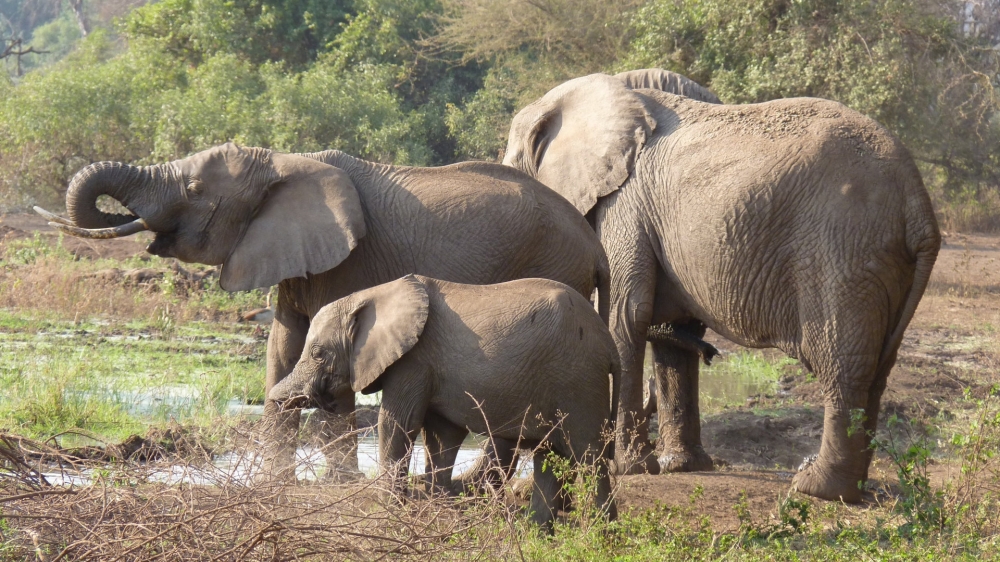 点击大图看下一张：一组群居动物可爱的大象高清图片欣赏