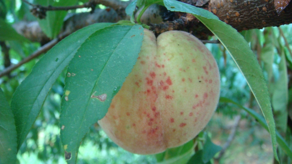 点击大图看下一张：桃子有一种比蜂蜜都要甜的汁水流入满口