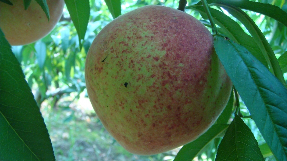 点击大图看下一张：桃子有一种比蜂蜜都要甜的汁水流入满口