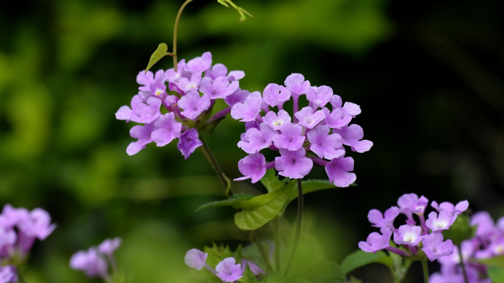 点击大图看下一张：四季花大方美丽的紫色五色梅图片欣赏