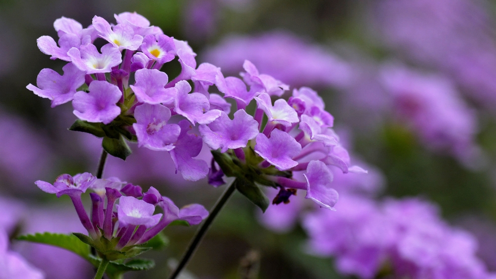 点击大图看下一张：四季花大方美丽的紫色五色梅图片欣赏