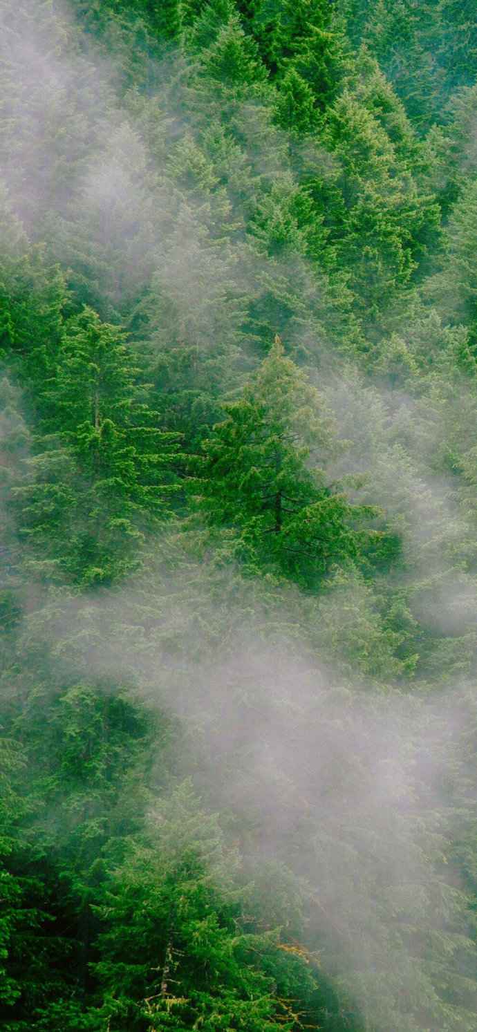 点击大图看下一张：一组森林绿色小清新系列壁纸欣赏