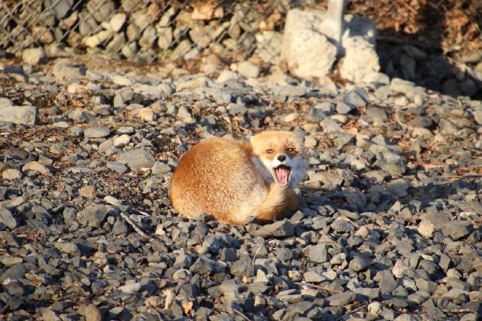 点击大图看下一张：冬天雪地里金灿灿的球型狐狸君图片