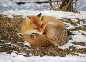冬天雪地里金灿灿的球型狐狸君图片