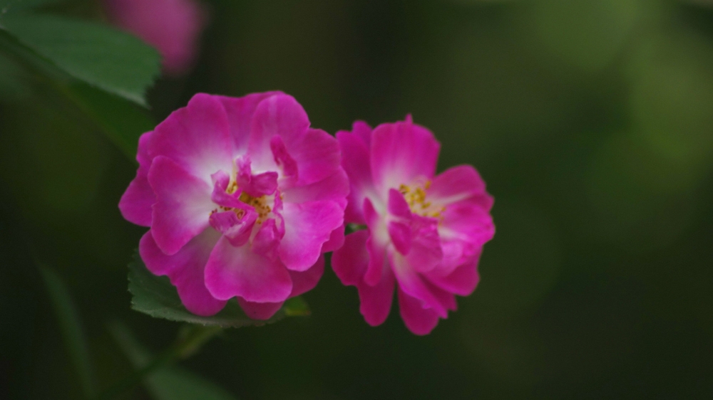 点击大图看下一张：一组粉色美美的蔷薇花图片欣赏