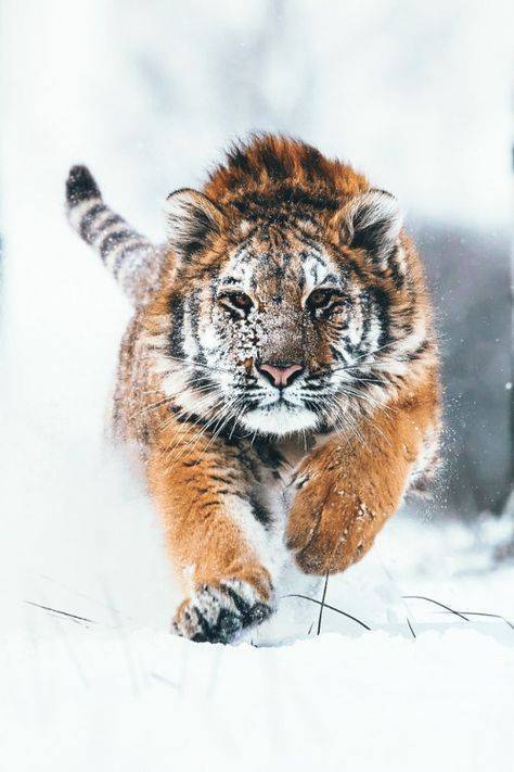 点击大图看下一张：一组雪中霸气的白额虎图片欣赏