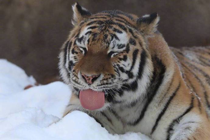 点击大图看下一张：一组雪中霸气的白额虎图片欣赏
