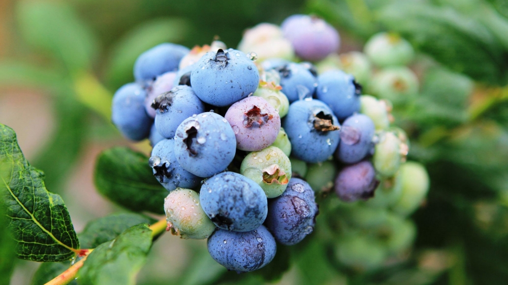 点击大图看下一张：一大捶一大捶的，挨挨挤挤的蓝莓真惹人喜爱
