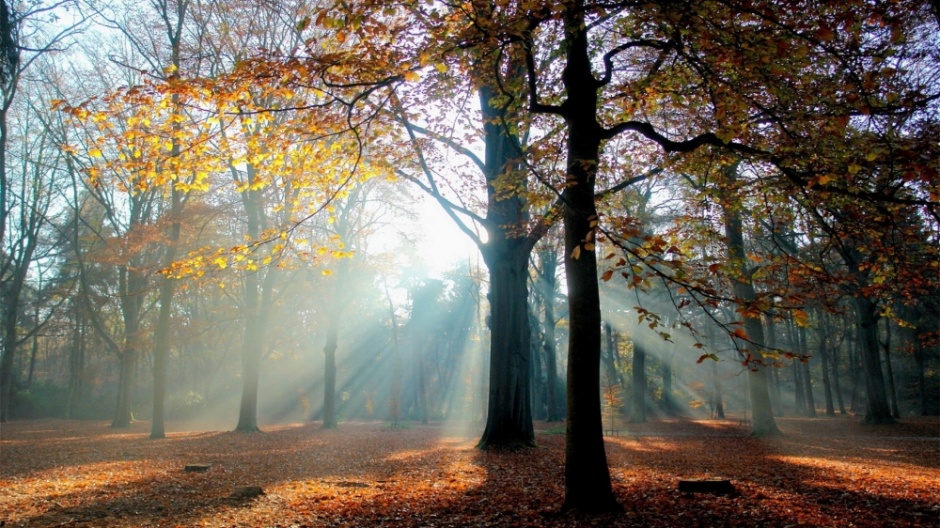 点击大图看下一张：枫林尽染的深秋美景高清桌面壁纸图片大全