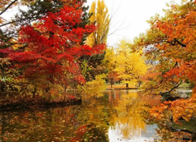 枫林尽染的深秋美景高清桌面壁纸图片大全