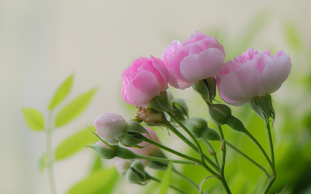 点击大图看下一张：粉嫩养眼花卉唯美摄影图片高清壁纸