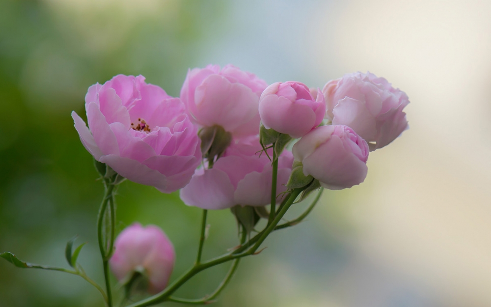 点击大图看下一张：粉嫩养眼花卉唯美摄影图片高清壁纸