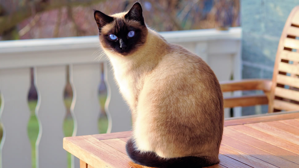 点击大图看下一张：一组好奇的蓝色眼睛的暹罗猫图片欣赏