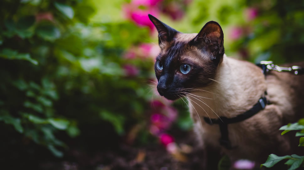 点击大图看下一张：一组好奇的蓝色眼睛的暹罗猫图片欣赏