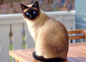 一组好奇的蓝色眼睛的暹罗猫图片欣赏