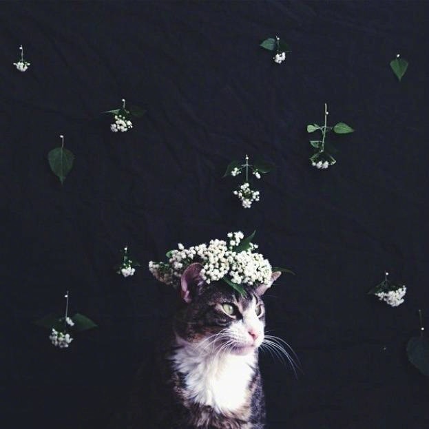 点击大图看下一张：一组小猫加上鲜花的超有意境感的拍摄图片