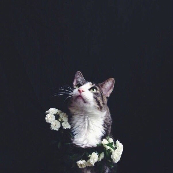 点击大图看下一张：一组小猫加上鲜花的超有意境感的拍摄图片