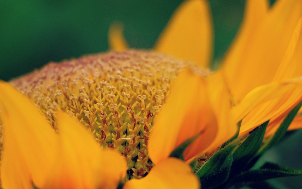 点击大图看下一张：一组向日葵黄艳艳的花瓣显得更加明媚鲜亮了