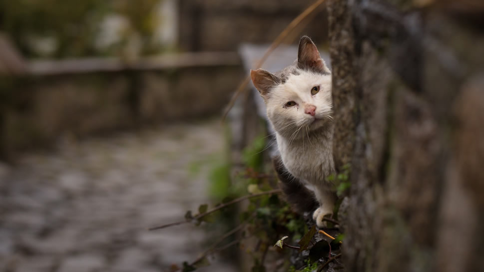 点击大图看下一张：一组超级可爱惹人怜悯的流浪小猫图片