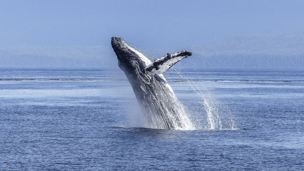点击大图看下一张：一组大型哺乳类动物鲸鱼高清图片