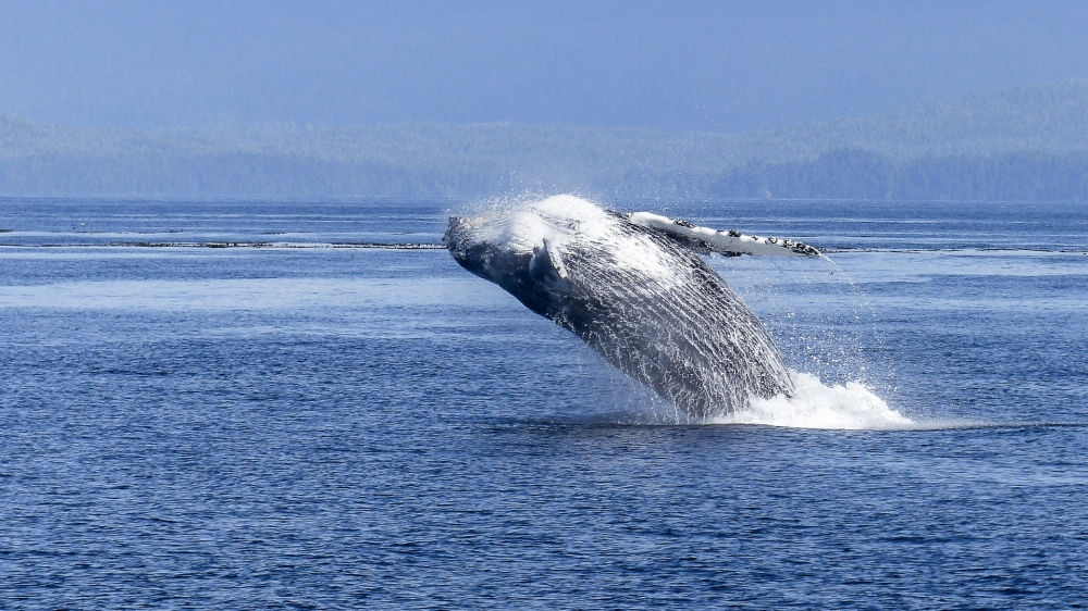 点击大图看下一张：一组大型哺乳类动物鲸鱼高清图片