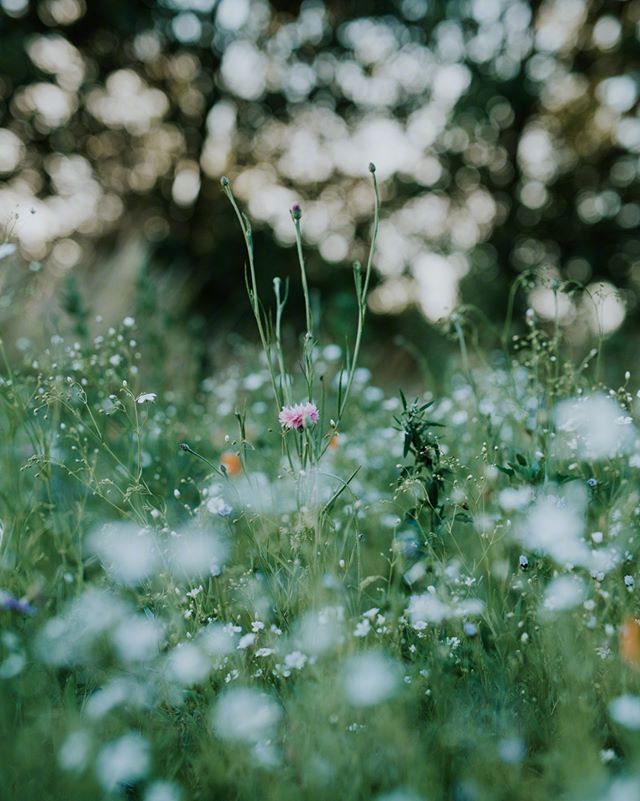 点击大图看下一张：一组超有意境感的草木花卉摄影图片欣赏