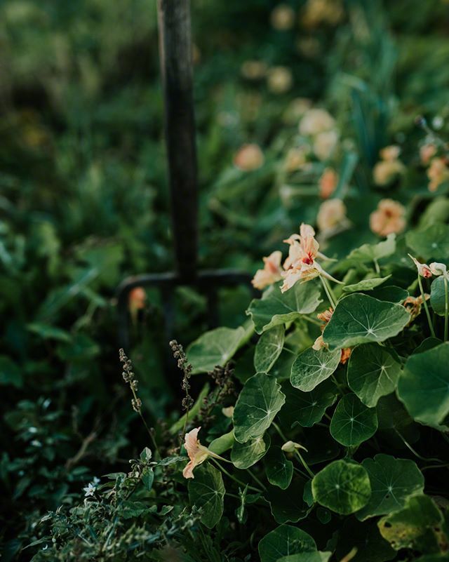 点击大图看下一张：一组超有意境感的草木花卉摄影图片欣赏