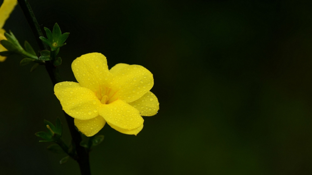 点击大图看下一张：迎春花绽开了小小的惹人怜惜的黄色小花
