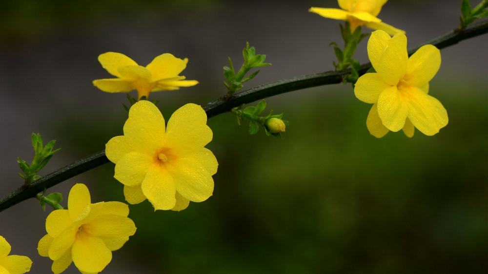 点击大图看下一张：迎春花绽开了小小的惹人怜惜的黄色小花
