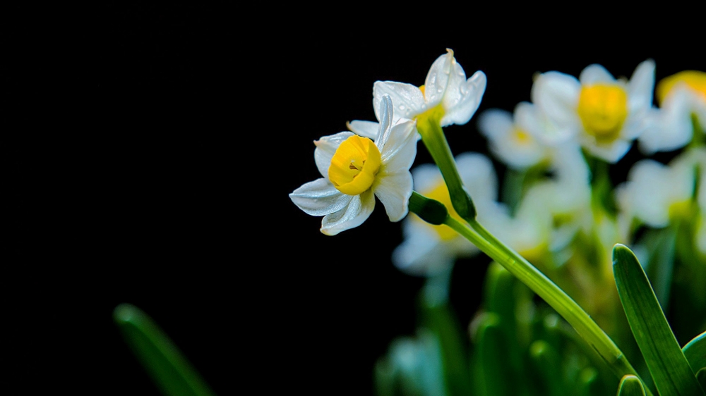 点击大图看下一张：洁白如玉，花蕊金黄，简净素雅的水仙花图片欣赏