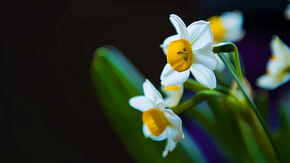 点击大图看下一张：洁白如玉，花蕊金黄，简净素雅的水仙花图片欣赏