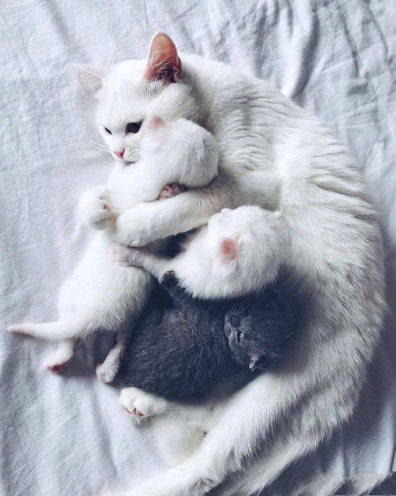 点击大图看下一张：一组超级可爱的刚刚出生的小猫崽图片欣赏