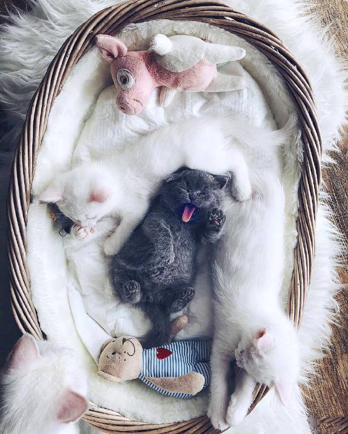 点击大图看下一张：一组超级可爱的刚刚出生的小猫崽图片欣赏