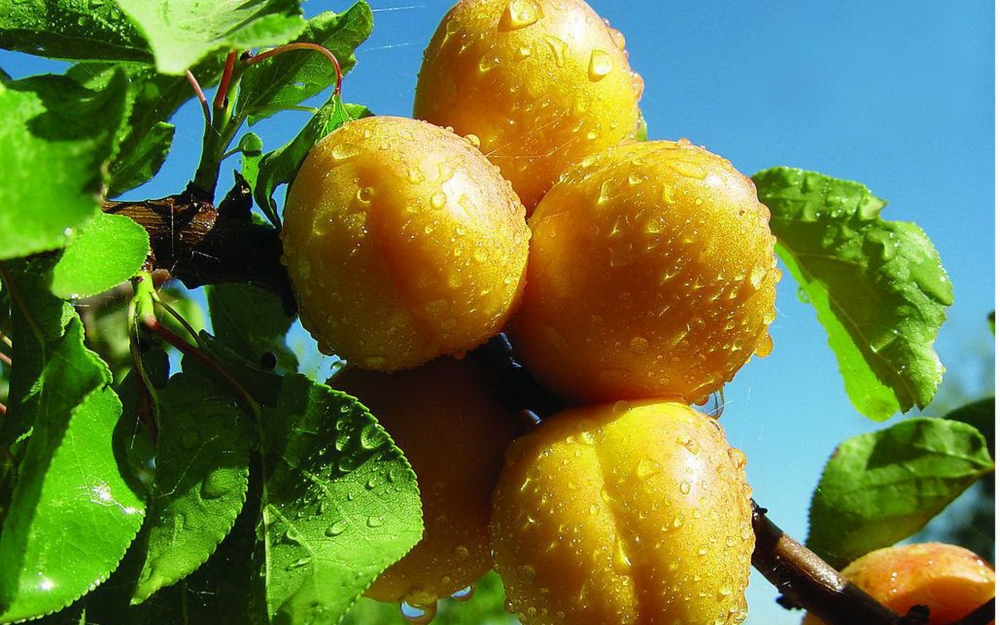 点击大图看下一张：一组甘甜水嫩的杏子图片欣赏