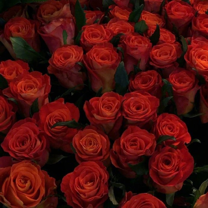 点击大图看下一张：红玫瑰代表着爱情，爱情充满浪漫而富有激情