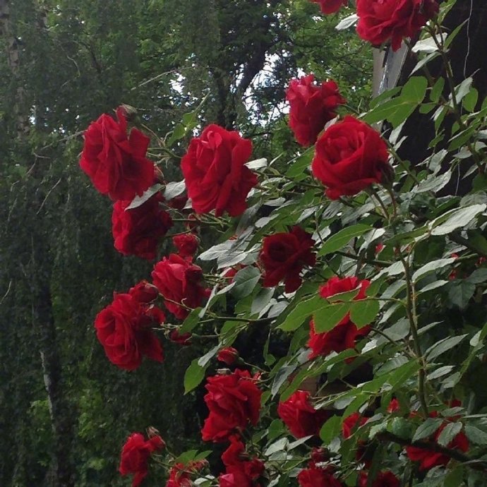 点击大图看下一张：红玫瑰代表着爱情，爱情充满浪漫而富有激情