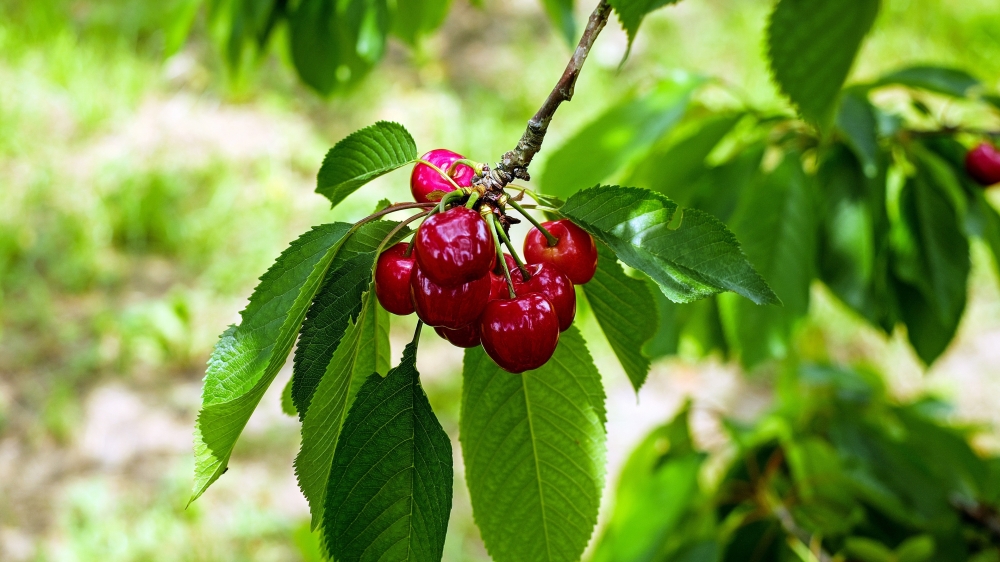点击大图看下一张：一组红彤彤的挂在树上的樱桃图片欣赏