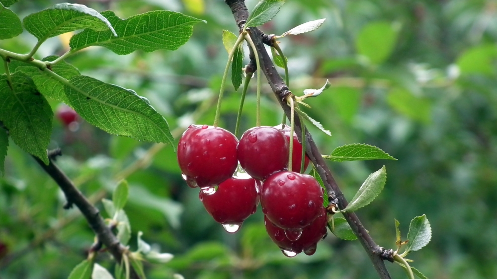 点击大图看下一张：一组红彤彤的挂在树上的樱桃图片欣赏