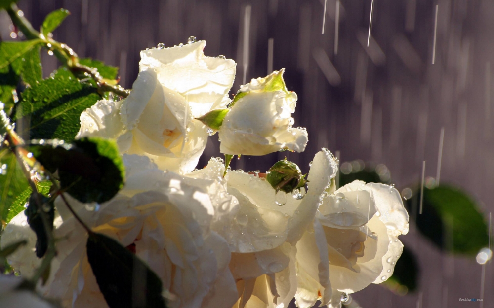点击大图看下一张：一组纯洁高贵的白玫瑰图片欣赏